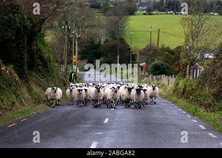 Allevatore ovino con gregge sulla strada in Irlanda Foto Stock