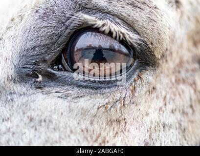 In prossimità di un cavallo grigio's eye Foto Stock