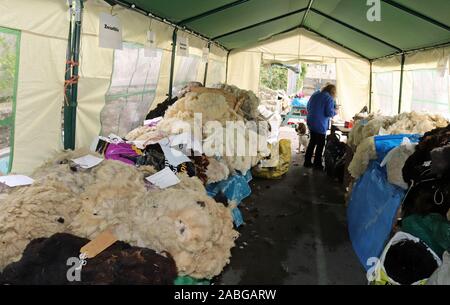 Il vello di pecora per la vendita nel vello tenda nel cortile della scuola a Masham ovini fiera. Questi sono il vello che recentemente è stata tagliata dalla pecora. Foto Stock