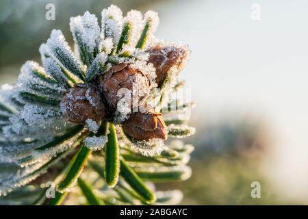 Punta di un abete del Caucaso (Nordmann abete) ramo con piccoli abeti giovani coni, ricoperta di cristalli di ghiaccio di brina al mattino. Macro Closeup, spazio di copia Foto Stock