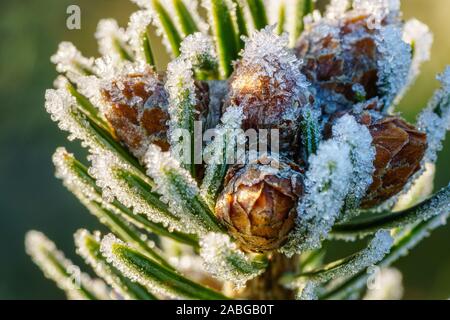 Ramo di un abete del Caucaso (Nordmann abete) con piccoli abeti giovani coni, ricoperta di cristalli di ghiaccio di brina al mattino. Macro Closeup shot, vista laterale Foto Stock