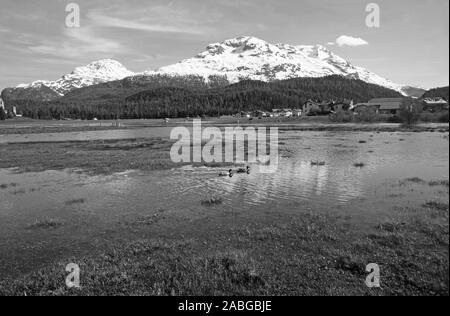 Riserva naturale, Inn-River, Samedan campo da golf, alta Engadina, Alpi Svizzere: Foto Stock