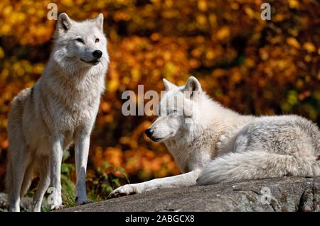 Due Arctic lupi. Uno in piedi che guarda a destra, l'altro sdraiato guardando a sinistra. Lo sfondo è il colore delle foglie di autunno. Foto Stock