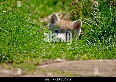 Un giovane artico cucciolo di lupo sdraiato in erba. Foto Stock