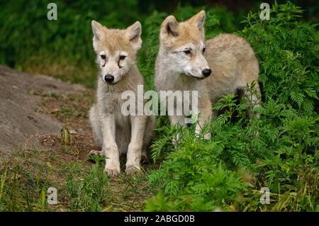 Due giovani Arctic i cuccioli lupo. Una sola seduta e gli altri in piedi da una roccia e piante. Foto Stock