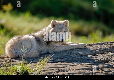 Adolescente Arctic lupo sdraiato su una roccia. Foto Stock