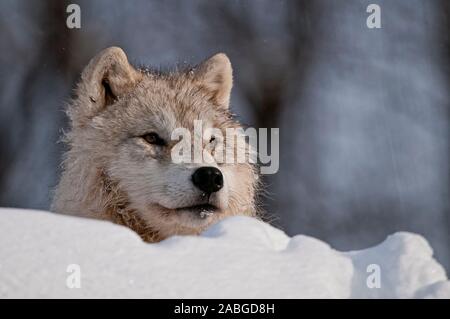 Un lupo artico sdraiato guardando sopra un cumulo di neve. Foto Stock