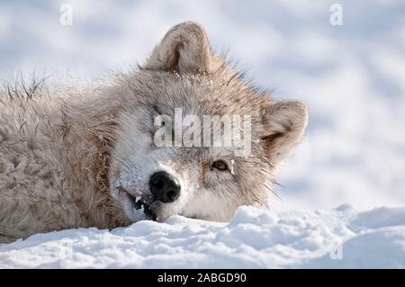 Un giovane lupo artico sdraiato nella neve. Foto Stock