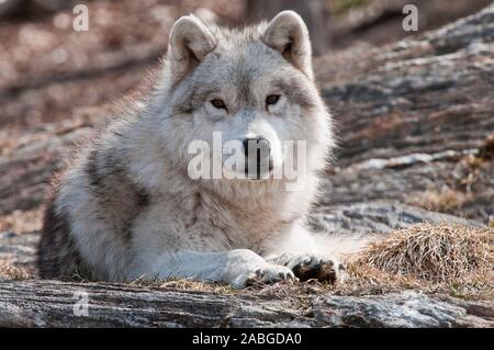 Un lupo artico sdraiato sul secco di erba marrone. Foto Stock