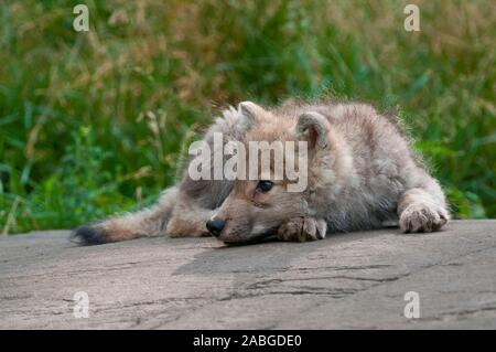 Un Artico di cucciolo di lupo sdraiato su una roccia rivolto verso sinistra. Foto Stock