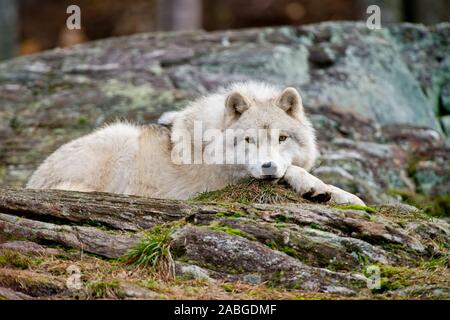 Un lupo artico sdraiato su un muschio coperto rock. Foto Stock