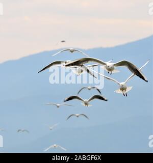 Flying gabbiani nel cielo Foto Stock