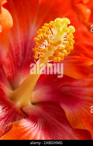 Hibiscus rosa-sinensis,chinesischer Roseneibisch, Vorkommen trop.Asien, Botanischer Garten Bochum, Settembre 2006 Foto Stock