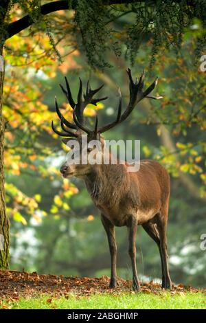 Rothirsch, Cervus elaphus, Hirsch Herbstwald im Foto Stock