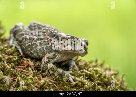 Rospo verde europeo (Bufo viridis) in piedi su muschio verde primavera Foto Stock