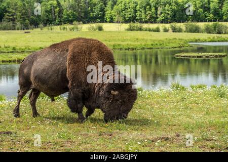 Alimentazione di bisonte sull'erba dal bordo di un laghetto. Foto Stock