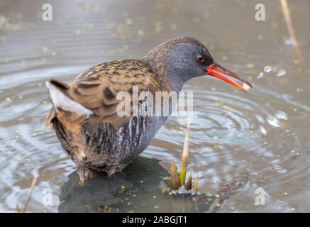 Porciglione Wading in acqua Foto Stock