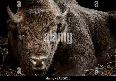 Primo piano di un bisonte o di un wisent (Bison bonasus) isolato su nero Foto Stock