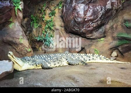Visualizzare dormire sul suolo roccioso coccodrillo, che poggia il capo su una pietra contro le rocce. Foto Stock