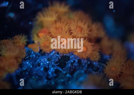 Anemoni di mare Foto Stock