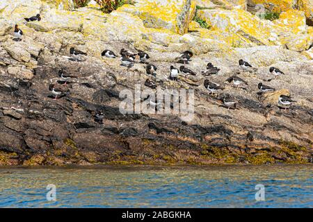 Ostriche eurasiatiche (Haematopus ostralegus) sulle rocce delle isole orientali nelle isole di Scilly Foto Stock