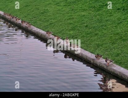 La natura del parco della città in estate, anatre selvatiche di sedersi su un cordolo in pietra a stagno Foto Stock