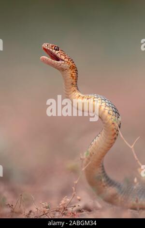 Grande serpente del Caspian (Dolichophis caspius, Coluber caspius) in posizione di attacco, gola di Kresna, Bulgaria Foto Stock