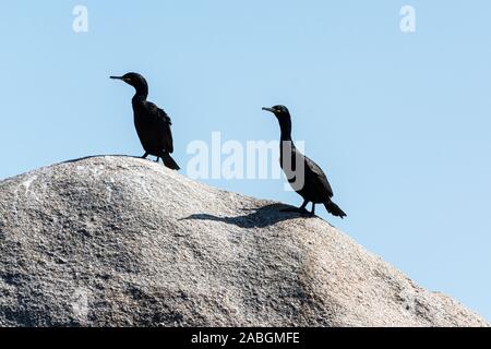 Un paio di stracci (Phalacrocorax aristotelis) su una roccia Foto Stock