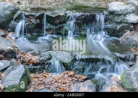 Molla di felce in autunno giallo con foglie di acero Foto Stock