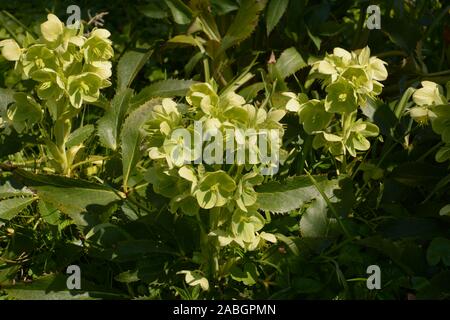 Helleborus argutifolius o veratro corsica nel mese di marzo in giardino botanico in Germania, holly-lasciato l'elleboro con tre spinose dentato di volantini e gr Foto Stock