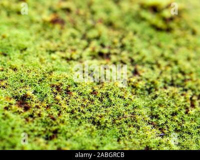 Verde brillante background moss. Messa a fuoco poco profonda Foto Stock