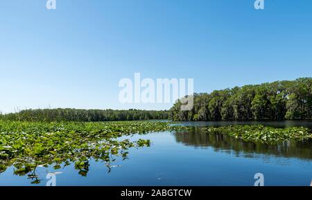 Central Florida lago, con alberi sulla riva e vegetazione sulla superficie delle acque Foto Stock