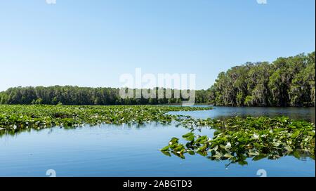 Central Florida lago, con alberi sulla riva e vegetazione sulla superficie delle acque Foto Stock