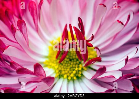 Rosso inglese Daisy bello fiore Closeup Foto Stock