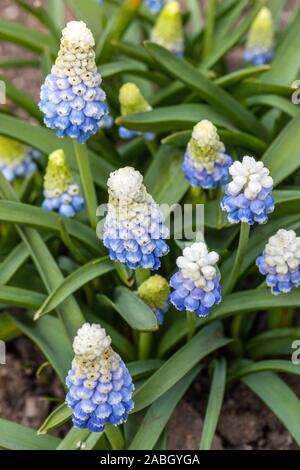 Giacinto di uva Blu Bianco Muscari 'Mountain Lady' Foto Stock