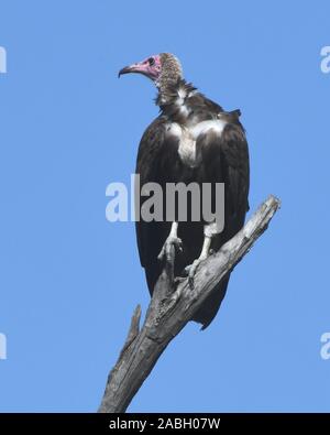 Un avvoltoio incappucciati (Necrosyrtes monachus) orologi per le opportunità di vendita di prodotti alimentari a partire da un albero morto. . Parco Nazionale del Serengeti, Tanzania. Foto Stock