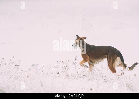 Caccia Sighthound Hortaya Borzaya cane durante la lepre-caccia al giorno d'inverno in campo nevoso. Foto Stock