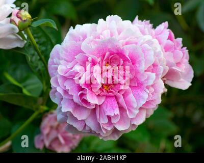 Peonia il cerbiatto. Doppia Peonia Rosa fiore. Paeonia lactiflora (Cinese peonia o giardino comune peonia). Foto Stock