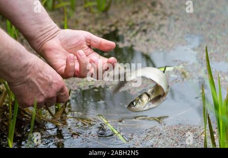 L'uomo rilasciare un pesce vivo al lago con alghe. Foto Stock