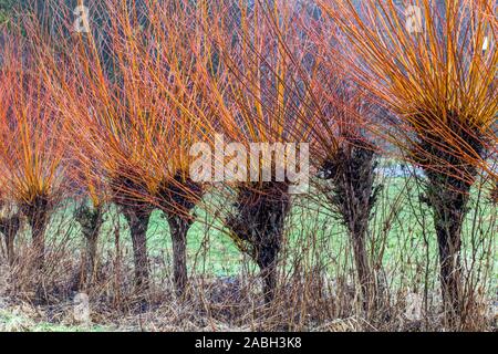 Basket salice, più osier, Salix viminalis in fila salice alberi Foto Stock