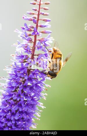 Drone fly Eristalis tenax alimentazione degli insetti su purple Buddleja fiori in una giornata di sole Foto Stock