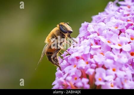 Drone fly Eristalis tenax impollinazione zoidiofila su purple buddleja fiori in una giornata di sole Foto Stock