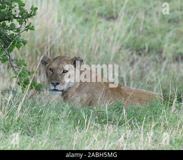 Un leone femminile (Panthera leo) ovserve il mondo dal rifugio di erba lunga. Parco Nazionale di Serengeti, Tanzania Foto Stock