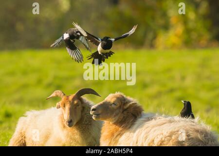 Gazza comune uccelli, Pica pica, giocando a riposare e dormire le pecore Foto Stock