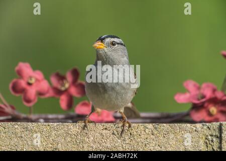 Sparrow su parete in cemento con fiori Foto Stock