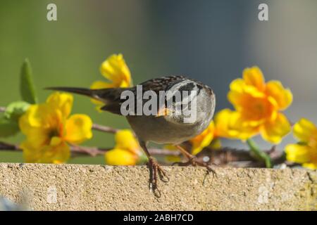 Sparrow su parete in cemento con fiori Foto Stock