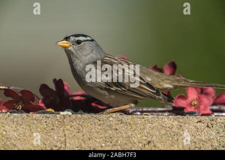 Sparrow su parete in cemento con fiori Foto Stock