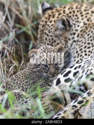 Un giovanissimo leopard (Panthera pardus) cub, i suoi occhi ancora blu, con sua madre al di fuori della loro den. Parco Nazionale del Serengeti, Tanzania. Foto Stock