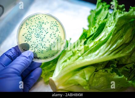 E coli Isolamento e cultura a partire da materie prime vegetali Foto Stock