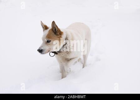 Cane bianco a piedi attraverso la neve profonda. Foto Stock